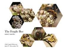 The Fragile Bee promotional image