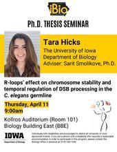 Thesis Seminar: R-loops' effect on chromosome stability and temporal regulation of DSB processing in the C. elegans germline